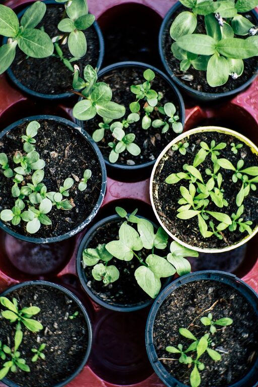 The Benefits of Setting Up a Home Garden and Tips for Beginners